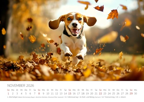 Edition Seidel Premium Kalender Beagle 2026 Format DIN A3 Wandkalender Hundekalender Hund Welpe Tierkinder Hunderasse Haustier