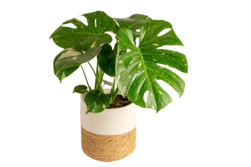 Costa Farms Live Plant Thai Constellation Monstera House Plant Decorative Plant Pot Trending Tropicals Collection for Home and Room Decor 2-3-Feet Tall