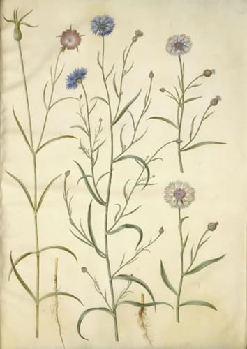Impression d'art Agrostemma Githago affiche tableau toile Holtzbecker 60x90cm