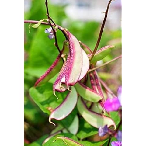 10 Seeds / Hyacinth Bean Two Toned Purple Open Pollinated Seeds Non GMO for Planting Cover