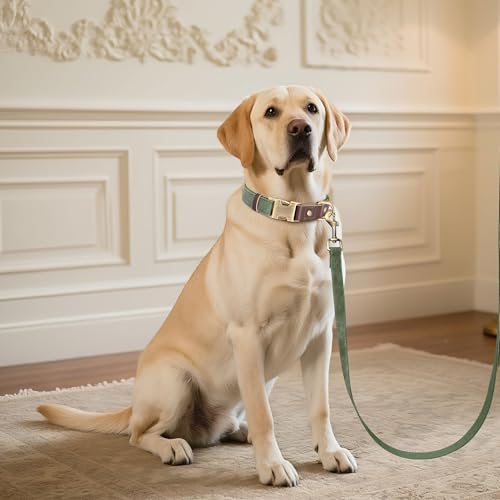 Didog Weiches gepolstertes Lederhalsband für große Hunde, klassisches Hundehalsband mit Metall-Schnellverschluss, verstellbar, großformatig, Kunstleder, Grün, L