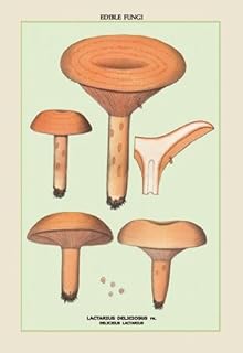 Buy Enlarge 0-587-04915-4C12X18 Edible Fungi- Delicious Lactarius- Canvas Size C12X18