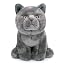 Grey Shorthair Cat 11