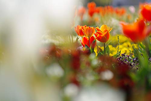 HD PENTAX-D FA* 85mm F1.4 ED SDM AW