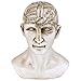 Design Toscano Phrenology The Science of The Brain Victorian Replica Statue, Ancient Ivory
