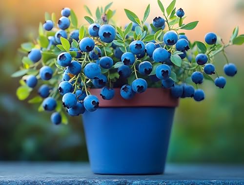3 Blueberry Plants Live for Planting, Highberry Blueberry Bushes - Live Plant 1 Year Old, Fruit Tree...