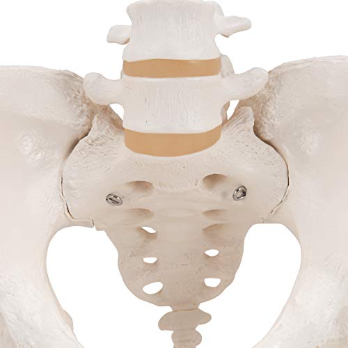 3B Scientific A61 Female Pelvic Skeleton - 3B Smart Anatomy #TOP6