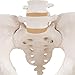 3B Scientific A61 Female Pelvic Skeleton - 3B Smart Anatomy