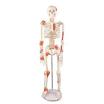 Human Skeleton Model, 34