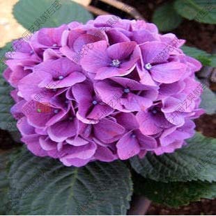 Preisvergleich Produktbild FERRY HOCH KEIMUNG Seeds Nicht NUR Pflanzen: Zweifarbiges RedUnlvePelargonium Peltatum für Innenräume 10 / PCS: 6