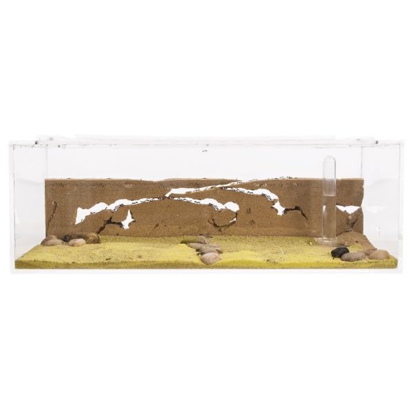 AntHole - Hormiguero de Arena Natural | Kit Inicio Acrílico 30x15x10 cm | Granja de Hormigas | Hormigas Incluidas