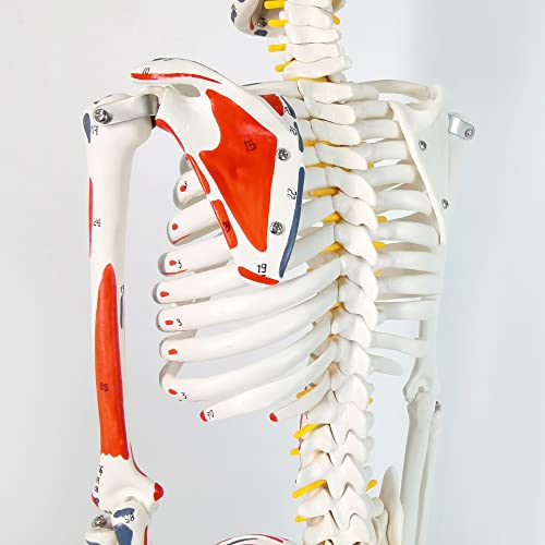 Image of Half Life Size Painted and Numbered Human Skeleton Model, 35 inch Anatomical Replica with Muscle Insertion and Origin Points, Removable Skull Cap & Jaw, Durable Stand for Display and Study