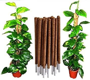 See full amazon price history chart for FEELBETTER Coco Pole for Plant Climbing 2 feet eco-Friendly (Pack of 1) FEELBETTER Coco Pole for Plant Climbing 2 feet eco-Friendly (Pack of 1) (B0BTLWWYZX) Amazon Price History, Amazon Price Tracker