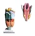 Scientific Human Anatomy (Larynx Model)