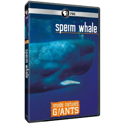 Inside NatureS Giants: Sperm Whale
