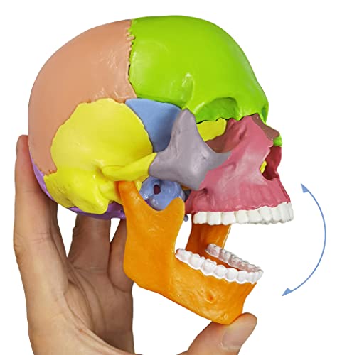 HADWYN 15-Parts Puzzle Anatomy Skull Model,Colorful Medical Brain Model,Human Anatomy Exploded Skull Detachable Medical Dental Clinic Teaching Equipment,with Detailed Manual - Thumbnail 6