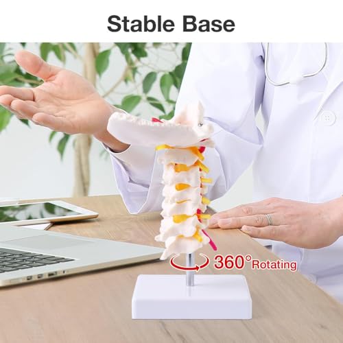 Image of Japard Cervical Spine Model with Cervical Vertebrae, Cervical Nerves, Vertebral Arteries & Occipital Plate for Medical Education, Life Size Human Cervical Spine Model for Anatomy