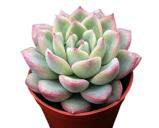 MSK EVER GREEN Laxmi Kamal Origanal Red Tip for Fortune, Vishnu Kamal/Echeveria Lakshmi Kamal Live Good Luck Vastu Live Succulent Plants (Light Pink) With Pot (B0CPCDJKW6) Amazon Price History, Amazon Price Tracker