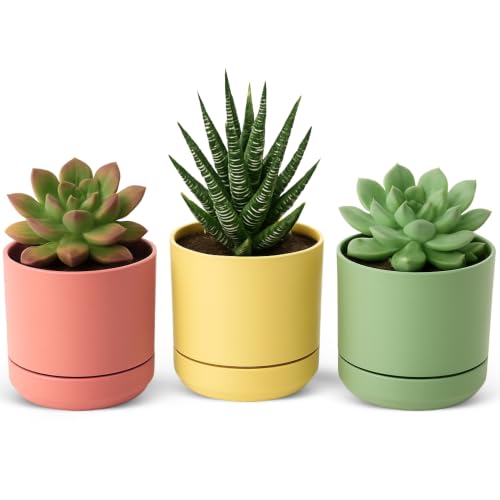 Macetas para Cactus de plástico, Mini Maceteros Pequeños para platas, Macetas Decorativas, No Incluyen Las platas, Incluye Plato Integrado, 10.5 cm diámetro x 9.2 cm Alto, Pack 3 Unidades