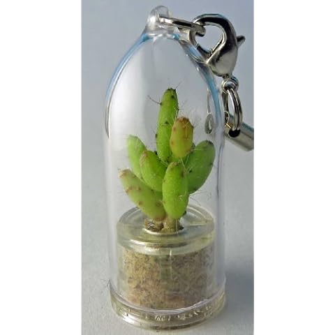 Apple Cactus Live Terrarium Plant Keychain Accessory Cover