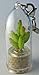 Apple Cactus Live Terrarium Plant Keychain Accessory