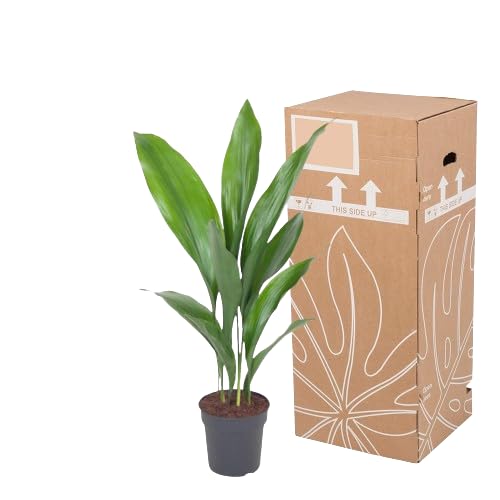 Aspidistra Natural Planta de Interior con Hojas Verdes y Brillantes