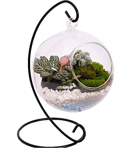 10L0L Charming Clear Hanging Glass Ball Vase Air Plant Terrarium Kit/Succulent Flowerpot Container w/Black Metal Stand (Big)