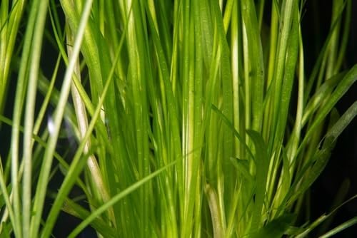 Jungle Vallisneria Americana Live Aquarium Plants 30 Plants, Freshwater Vallisneria Background Aquatic Plants