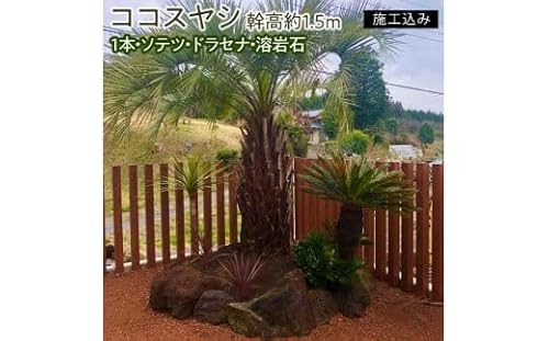 ココスヤシ 幹高約1.5m1本・ソテツ・ドラセナ・溶岩石[施工込み][ヤシの木 ヤシ リゾート ガーデン 自宅 別荘 南国 庭木 観葉植物 水戸市 茨城県 リゾートガーデン](AU-2)
