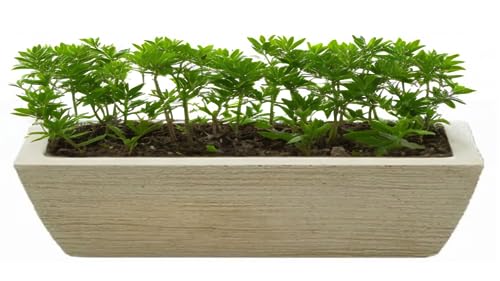 Vaso jardineira para decoração