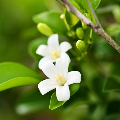 シルクジャスミン　花が咲き実が成る観葉植物　室内外 シルクジャスミン 花が咲き実が成る観葉植物 室内外 観葉植物 シルク