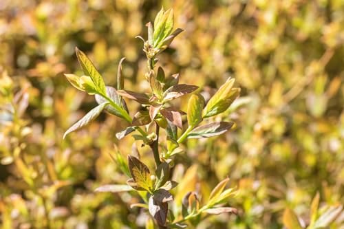 Elizabeth Heidelbeere Vaccinium corymbosum - 5L Topf, 40-60cm, Winterhart & Ertragreich – Bild 3