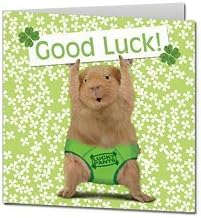 "Lucky Pants" Guinea Pig Good Luck Card