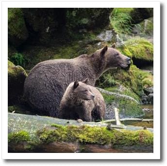 3dRose Brown Bear cub Staying Close to mom at ANAN Creek. - Iron on Heat Transfers (ht-380601-1)