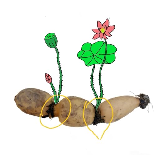 Ou Jie - Dried Lotus Rhizome Node- 17.64oz/500gPure Natural Chinese Herbal Medicine - 藕节for Herbal Tea Ingredient, (Lotus Rhizome Node)