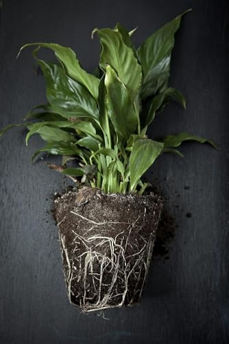 Image of Live Peace lily Flowers original Live Plant with Pot, Air Purifying Plant, Indoor Plants for Living Room, Gifting, Bedroom, Garden,Home Decor (Pece lily Flower Plant) (PECE LILY SINGLE PACK)
