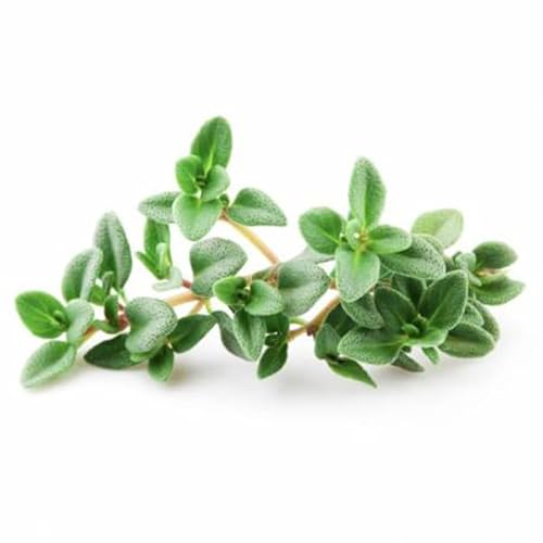 La zappa Semillas de tomillo planta aromática para huerto y jardín