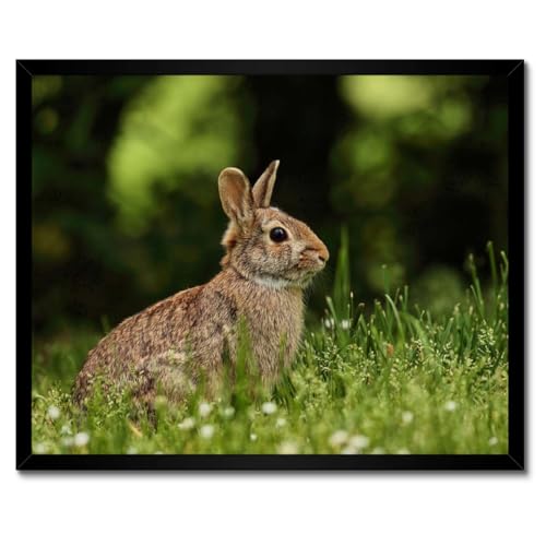 Lièvre dans la prairie poster décoration murale cadre blanc 50 x 40
