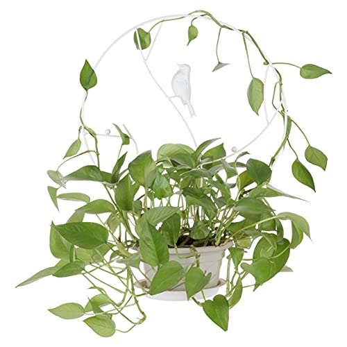 Tuinplant Ondersteuning Plant Ondersteuning Stake Tuin Klimmen Frame Metalen Ring Cage Wijnstok Tool Diameter 30 cm Hoog 40,5 cm Groen Hortensia Bloempot Houder Plantenondersteuning Stakes (Kleur: Wit 35 cm) - Afbeelding 4