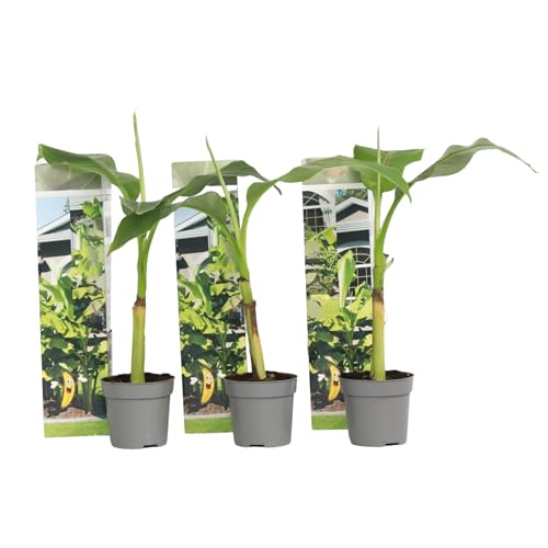 Plant in a Box - Musa Basjoo - Höhe 25-40cm - 3er Set - Bananenpflanze Winterhart - Bananenbaum - Exotische pflanzen - Topf 9cm