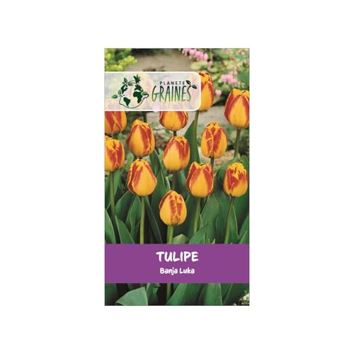 10 Bulbes de tulipes 'Banja Luka' - Tulipe Darwin géante, Rouge et jaune