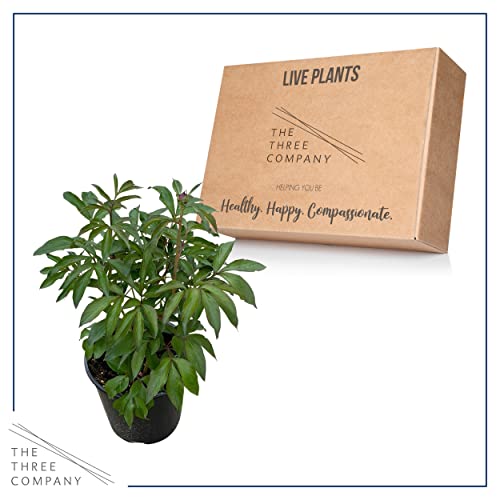 Live Flowering Perennial Peony - Sarah Bernhardt, 18" Tall By 8" Wide In 3 Quart Pot #TOP4