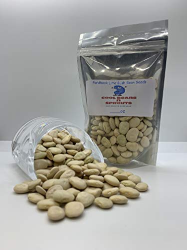 Fordhook Lima Bean 100 Count Lima Bean Seeds , "COOL