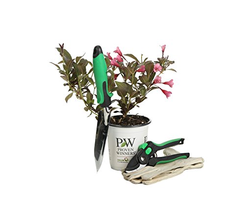 Wine & Roses Reblooming Weigela (Florida) Live Shrub, Pink Flowers And Dark Purple Foliage, 4.5 In. Quart #TOP4