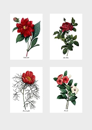 ARA STEP AeB[N Be[W P.J. Redowte {^jJ G |X^[ EH[A[g  vg t[Ȃ A (210 x 297 mm 8.3 x 11.75C`At`[Y [U KJ O ԂƔ y