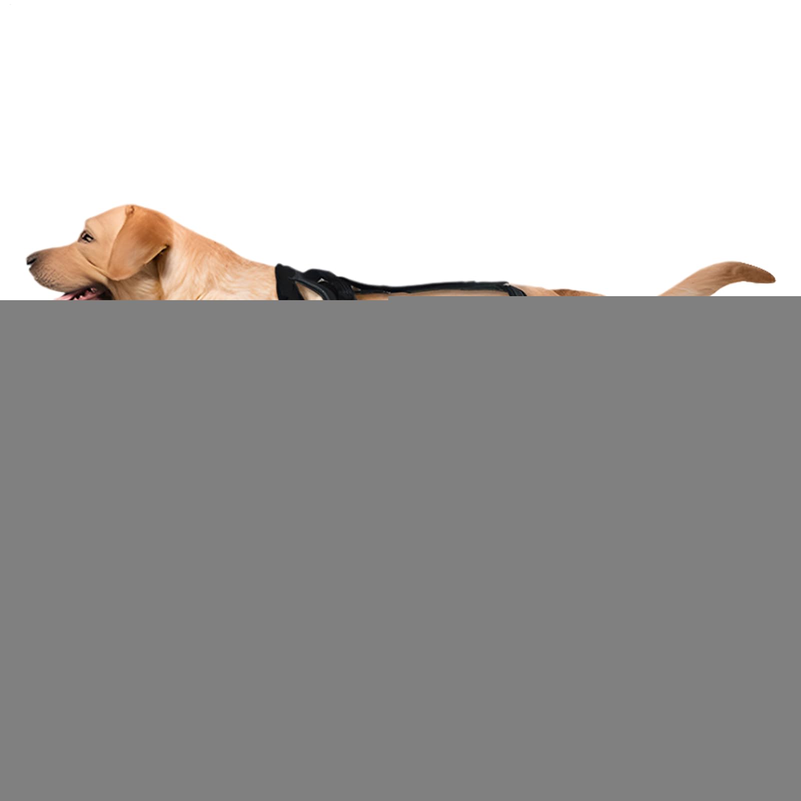 Attelle de hanche pour chien pour soulager la patte arrière et stopper le léchage des blessures