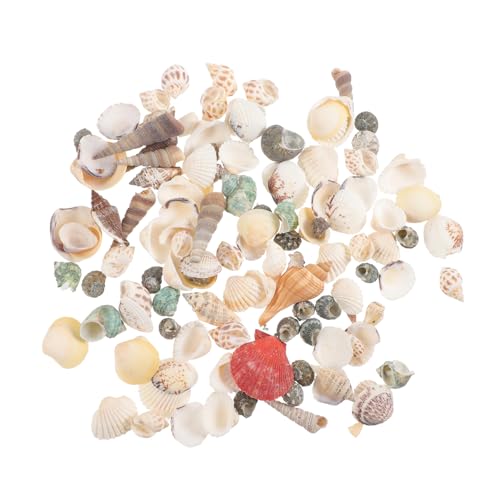 FRCOLOR 1 caja de conchas naturales artesanales conchas decoración de conchas para acuario, juego de conchas de lujo caracolas marinas naturales debajo de la manga de viaje blancas delicadas perlas de