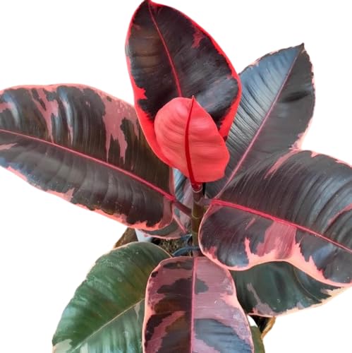 Ficus Elastica Ruby planta de interior natural decorativa y fácil de cuidar