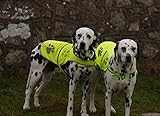 4LegsFriend Hunde Sicherheitsweste mit Leinenbefestigungsring 5 Größen - Hohe Sichtbarkeit für Outdoor Aktivitäten Tag und Nacht, Hält den Hund Sichtbar, Sicher vor Autos und Jagtunfällen (M)