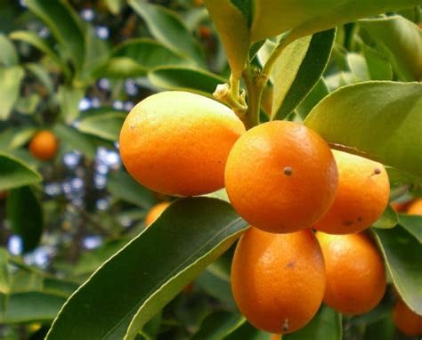 Mphmi Plant NCR Live Kuchla - Plant (B0CGP3LQHB) Amazon Price History, Amazon Price Tracker